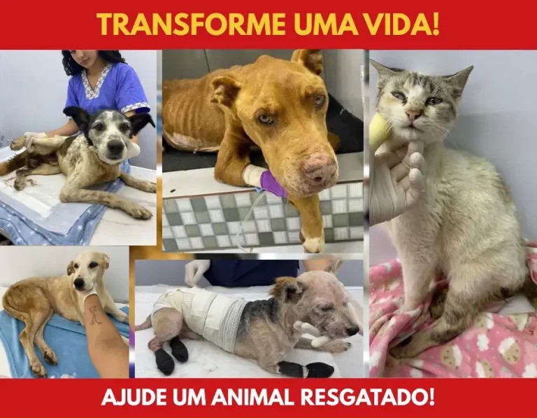 Transforme uma vida - Instituto Socorro Animal - Vakinhas.me
